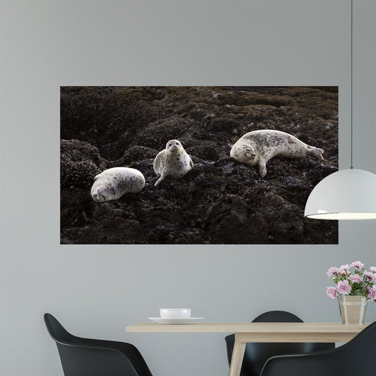 Lounging Seals Wall Decal