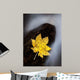 Maple Leaf Stranded Wall Decal