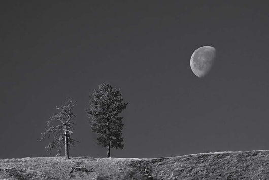 Moon Trees Hill Wall Decal