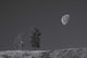 Moon Trees Hill Wall Decal