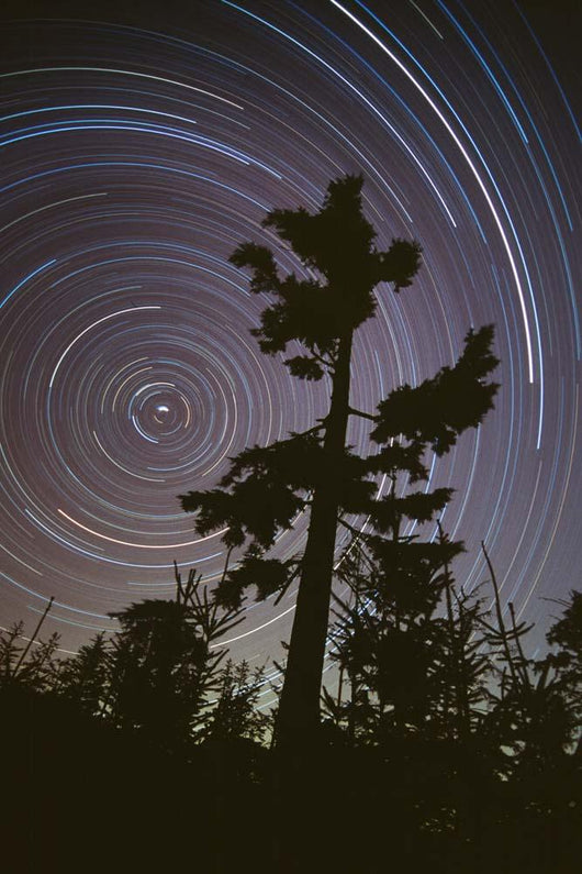 Polaris Pine Wall Decal