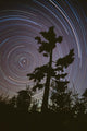 Polaris Pine Wall Decal