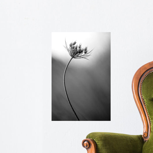 Queen Anne's B W Wall Decal