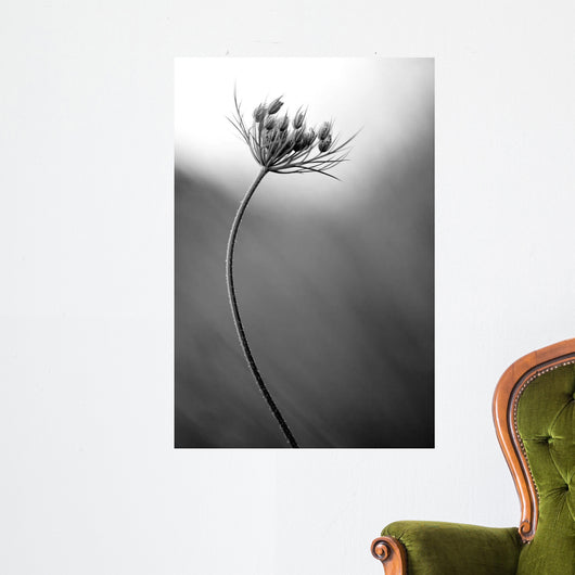Queen Anne's B W Wall Decal