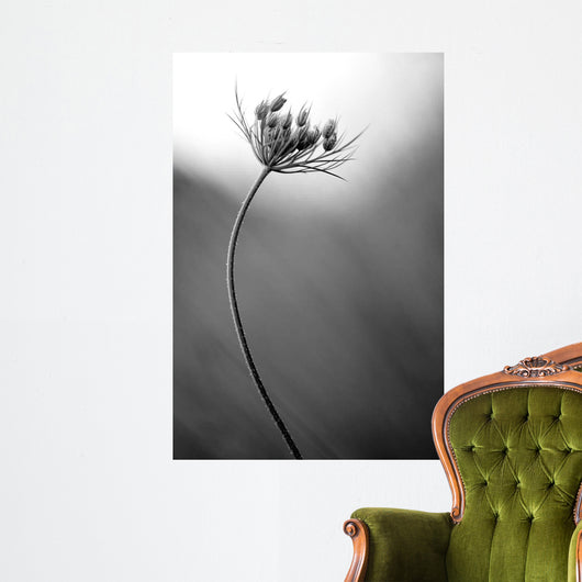 Queen Anne's B W Wall Decal