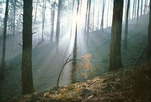 Smoke Forest Wall Decal