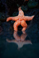 Starfish Reflection 2 Wall Decal
