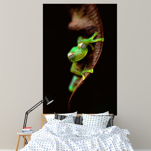 Frog Portrait Wall Decal