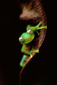 Frog Portrait Wall Decal