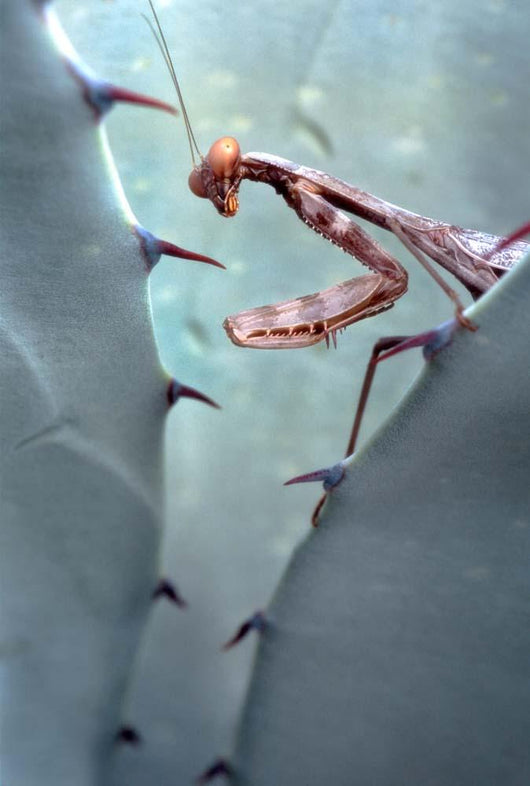 Mantis Agave Wall Decal