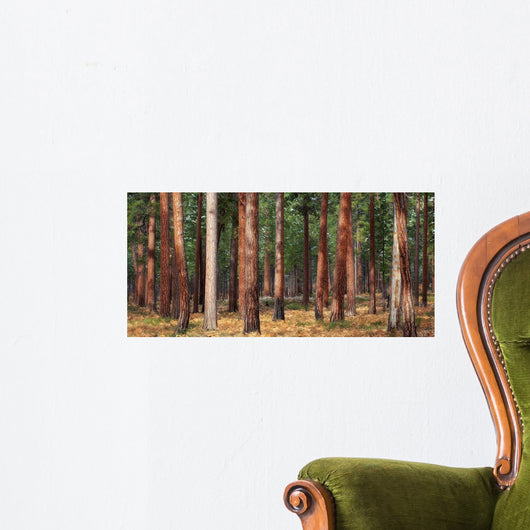 Ponderosa Trunks Wall Decal