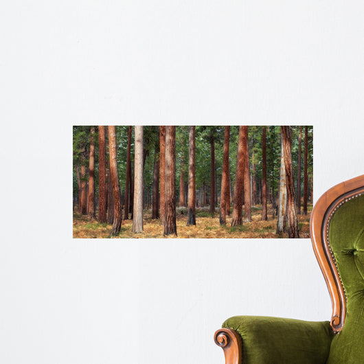 Ponderosa Trunks Wall Decal