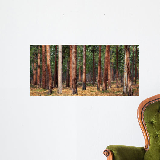 Ponderosa Trunks Wall Decal