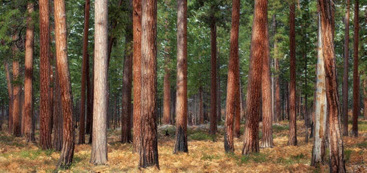 Ponderosa Trunks Wall Decal