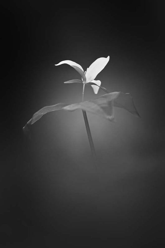 Trillium Pastel 1 B Wall Decal
