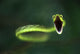 Vine Snake Wall Decal