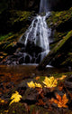 Waterfall Maple Leaves Wall Decal