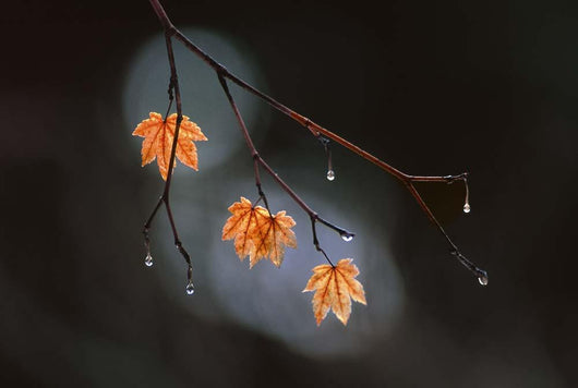 Wet Fall Wall Decal