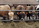Cows Wall Decal