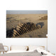 Inert Artillery Shells Are Wall Decal Design 4