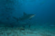 Large Bull Shark Bistro Turning Up Wall Decal