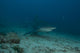 Large Bull Shark Bistro Murky Profile Wall Decal