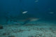 Large Bull Shark Bistro Murky Right Wall Decal