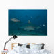 Large Bull Shark Bistro Murky Close Wall Decal