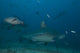 Large Bull Shark Bistro Murky Close Wall Decal