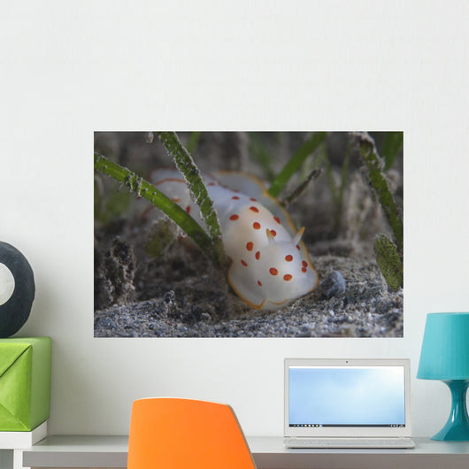 Gymnodoris Ceylonica Nudibranch Beqa Wall Decal