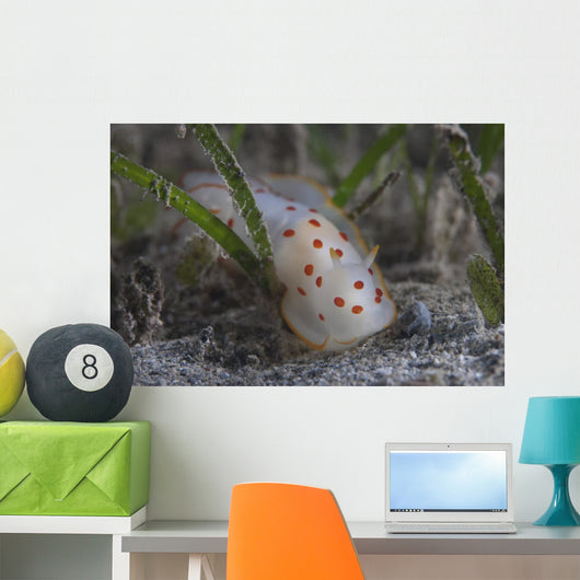 Gymnodoris Ceylonica Nudibranch Beqa Wall Decal