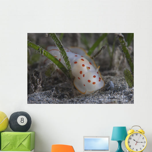 Gymnodoris Ceylonica Nudibranch Beqa Wall Decal