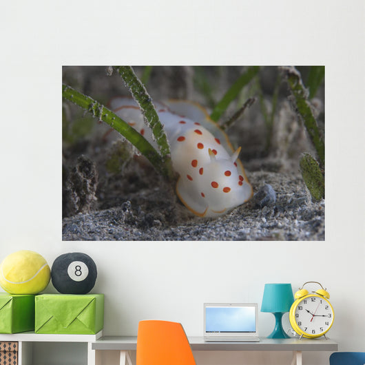Gymnodoris Ceylonica Nudibranch Beqa Wall Decal
