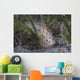 Gymnodoris Ceylonica Nudibranch Beqa Wall Decal
