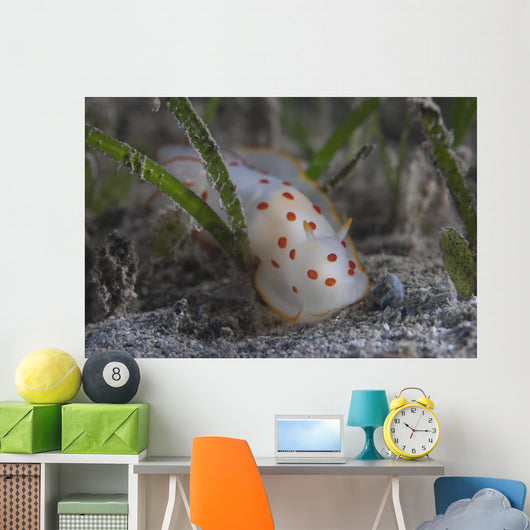 Gymnodoris Ceylonica Nudibranch Beqa Wall Decal