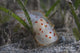 Gymnodoris Ceylonica Nudibranch Beqa Wall Decal