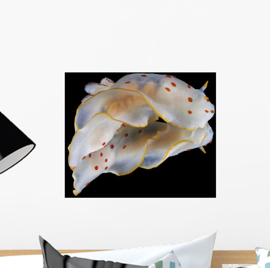 Gymnodoris Ceylonica Nudibranch Black Wall Decal
