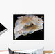 Gymnodoris Ceylonica Nudibranch Black Wall Decal