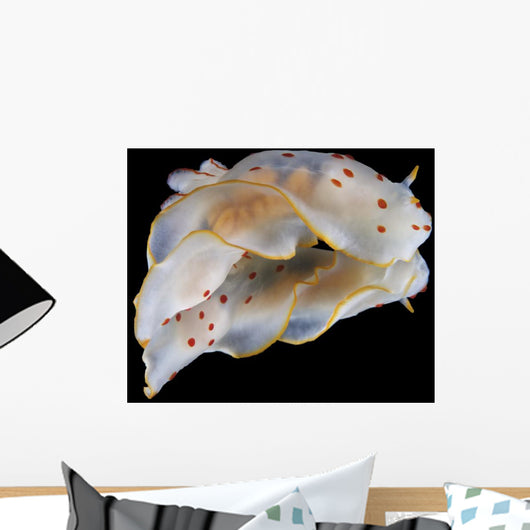 Gymnodoris Ceylonica Nudibranch Black Wall Decal