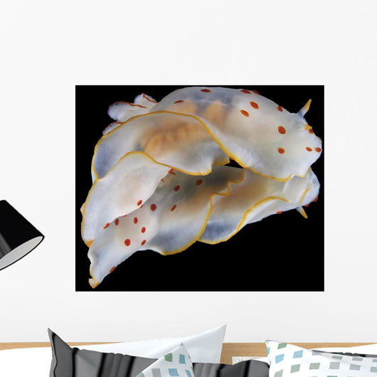 Gymnodoris Ceylonica Nudibranch Black Wall Decal