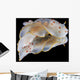 Gymnodoris Ceylonica Nudibranch Black Wall Decal