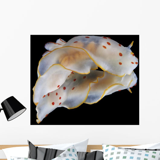 Gymnodoris Ceylonica Nudibranch Black Wall Decal