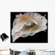 Gymnodoris Ceylonica Nudibranch Black Wall Decal