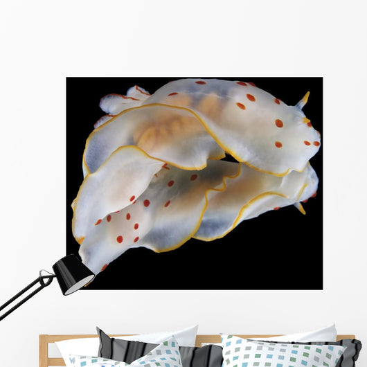 Gymnodoris Ceylonica Nudibranch Black Wall Decal