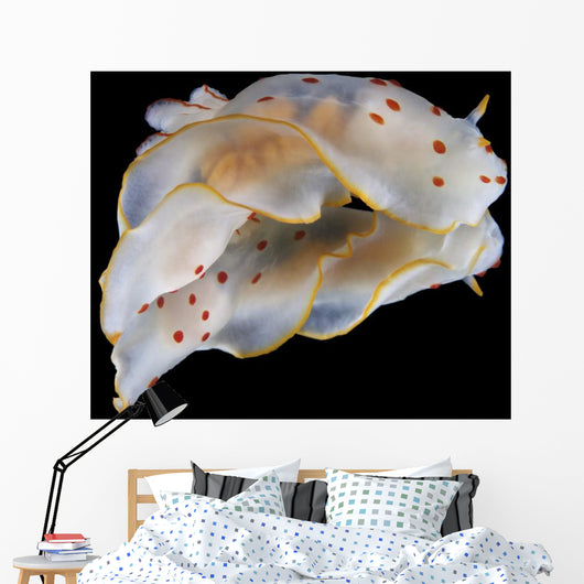 Gymnodoris Ceylonica Nudibranch Black Wall Decal