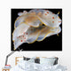 Gymnodoris Ceylonica Nudibranch Black Wall Decal