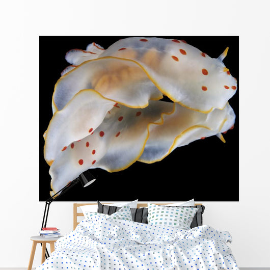 Gymnodoris Ceylonica Nudibranch Black Wall Decal