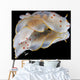 Gymnodoris Ceylonica Nudibranch Black Wall Decal