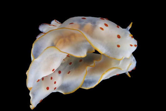Gymnodoris Ceylonica Nudibranch Black Wall Decal