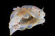 Gymnodoris Ceylonica Nudibranch Black Wall Decal